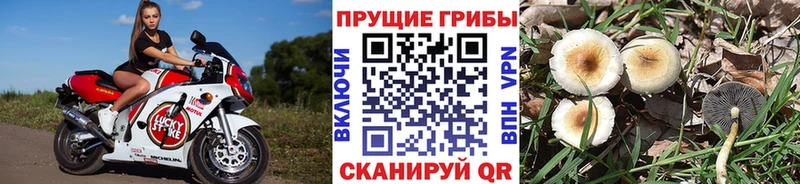 Купить закладки  Бирюч  Псилоцибиновые грибы GOLDEN TEACHER 